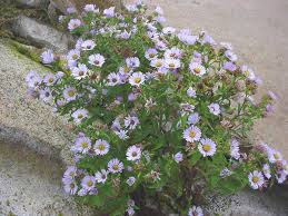 Image result for Aster novi-belgii