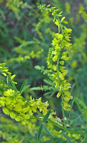 Attēlu rezultāti vaicājumam “Melilotus”