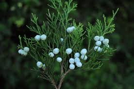 Attēlu rezultāti vaicājumam “Juniperus chinensis”