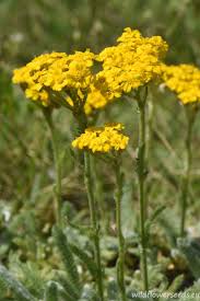 Attēlu rezultāti vaicājumam “Anthyllis maritima”