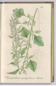 Attēlu rezultāti vaicājumam “Chenopodium acerifolium”