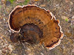 Attēlu rezultāti vaicājumam “Ischnoderma benzoinum”