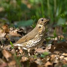 Attēlu rezultāti vaicājumam “Turdus philomelos adult”