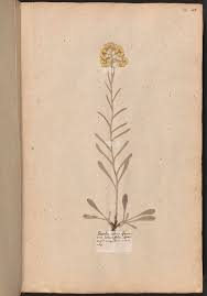 Attēlu rezultāti vaicājumam “Helichrysum arenarium”