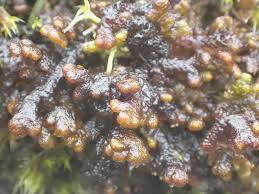 Attēlu rezultāti vaicājumam “Ptilidium ciliare”