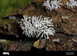 Attēlu rezultāti vaicājumam “Ceratiomyxa fruticulosa spores”