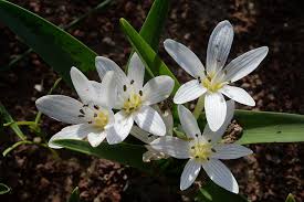 Attēlu rezultāti vaicājumam “Colchicaceae”