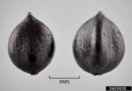 Attēlu rezultāti vaicājumam “Persicaria maculosa”