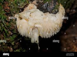 Attēlu rezultāti vaicājumam “Hericium cirrhatum”
