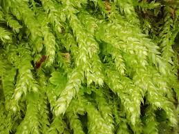 Attēlu rezultāti vaicājumam “Plagiothecium cavifolium”