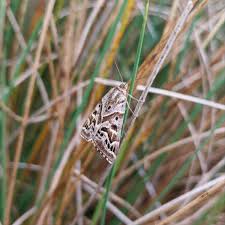 Attēlu rezultāti vaicājumam “Callistege mi”