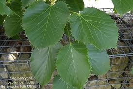 Attēlu rezultāti vaicājumam “Tilia x moltkei”