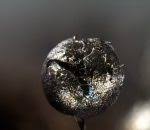 Attēlu rezultāti vaicājumam “Lamproderma pseudomaculatum”