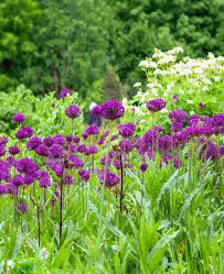 Attēlu rezultāti vaicājumam “Allium holandicum”