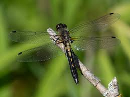 Attēlu rezultāti vaicājumam “Leucorrhinia dubia male”