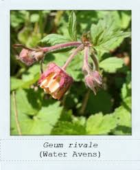 Attēlu rezultāti vaicājumam “Galium rivale fruit”