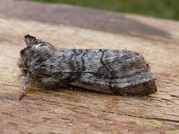 Attēlu rezultāti vaicājumam “Achlya flavicornis”