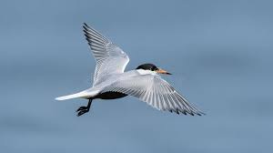 Attēlu rezultāti vaicājumam “Sterna”