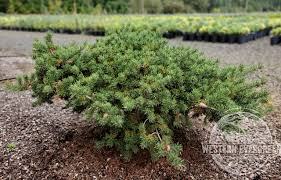 Attēlu rezultāti vaicājumam “Pinus banksiana”