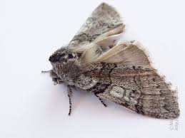 Attēlu rezultāti vaicājumam “Achlya flavicornis”