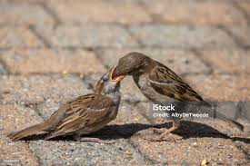 Attēlu rezultāti vaicājumam “Passer domesticus juvenile”
