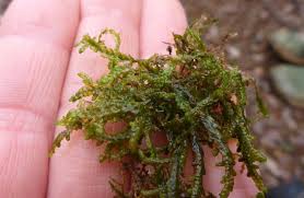 Attēlu rezultāti vaicājumam “Porella cordaeana”