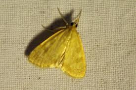 Attēlu rezultāti vaicājumam “Mecyna flavalis”