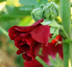 Attēlu rezultāti vaicājumam “Alcea rosea bud”