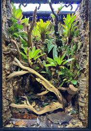 Attēlu rezultāti vaicājumam “Enteridium variabile macro”