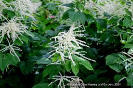 Image result for Aruncus dioicus