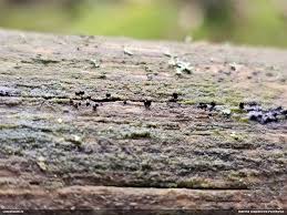 Attēlu rezultāti vaicājumam “Fuligo licentii”