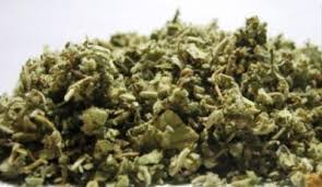 Attēlu rezultāti vaicājumam “Verbascum densiflorum leaf”