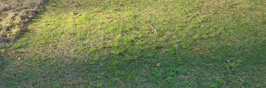 Attēlu rezultāti vaicājumam “Poa remota bud”