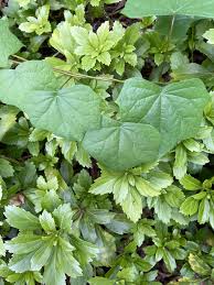 Attēlu rezultāti vaicājumam “Menispermum dauricum leaf”