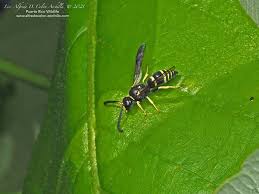 Attēlu rezultāti vaicājumam “Ancistrocerus sp. male”