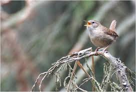 Attēlu rezultāti vaicājumam “Troglodytes troglodytes”