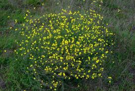 Image result for Diplotaxis tenuifolia