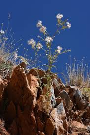 Attēlu rezultāti vaicājumam “Libanotis montana”