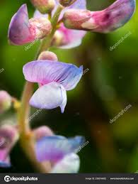 Attēlu rezultāti vaicājumam “Lathyrus palustris flower”