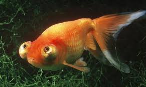 Image result for 金魚