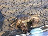 Image result for Eriocheir sinensis