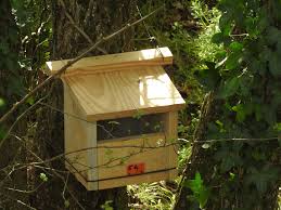 Attēlu rezultāti vaicājumam “Motacilla alba nest”