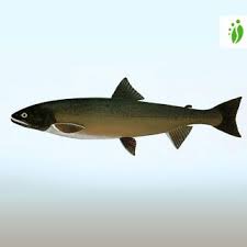 Image result for Salvelinus alpinus