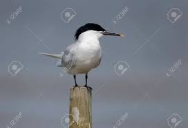 Attēlu rezultāti vaicājumam “Sterna sandvicensis”