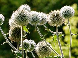 Attēlu rezultāti vaicājumam “Echinops sphaerocephalus”