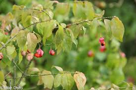 Attēlu rezultāti vaicājumam “Euonymus verrucosus fruit”