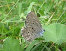 Attēlu rezultāti vaicājumam “Maculinea alcon underside”