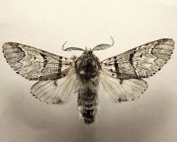 Attēlu rezultāti vaicājumam “Furcula bifida”