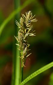 Attēlu rezultāti vaicājumam “Carex praecox”