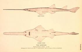 Image result for Pristis pectinata